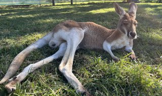 Kangaroo near Brisbane, Australia