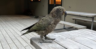 Kea parrot on the Milford Track