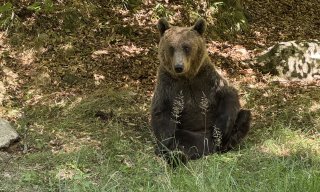 Brown bear near the Transfăgărășan in Romania