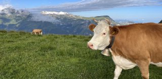 Cows in Switzerland